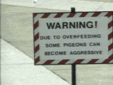 over-feeding-pigeons